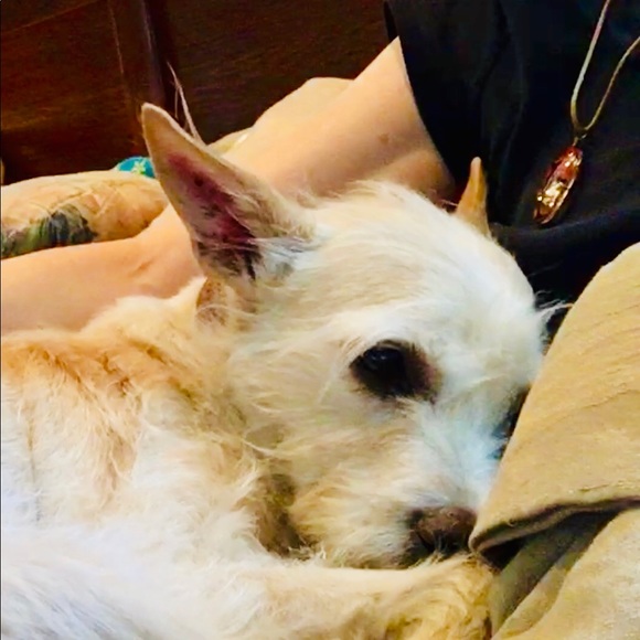 My Fab Four legged babies! Thanks for stopping by! - Picture 6 of 9